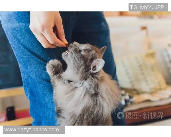 猫咪与足球明星的奇妙联系揭示了运动与宠物的独特魅力